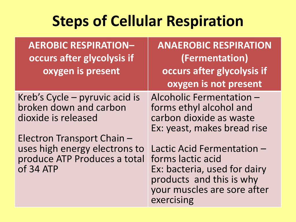 Cellular Respiration Adenosine Triphosphate (ATP) is the basic energy ...