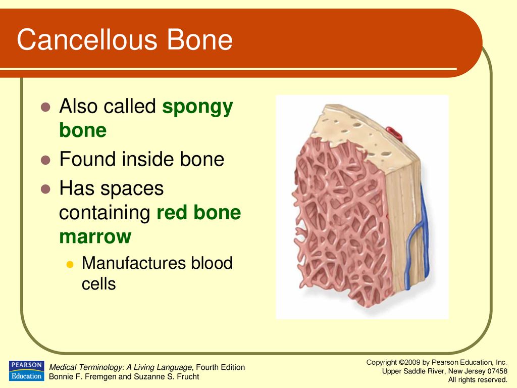 Chapter 4 Musculoskeletal System. - ppt download