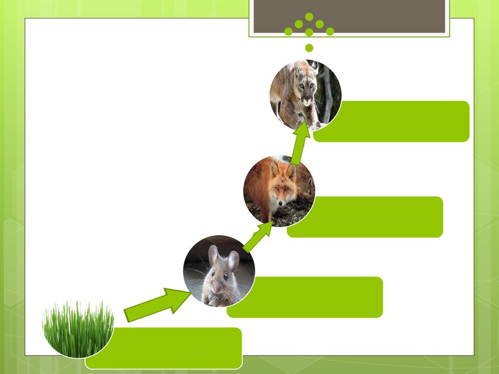 Communities: Groups of populations interacting within the same habitat