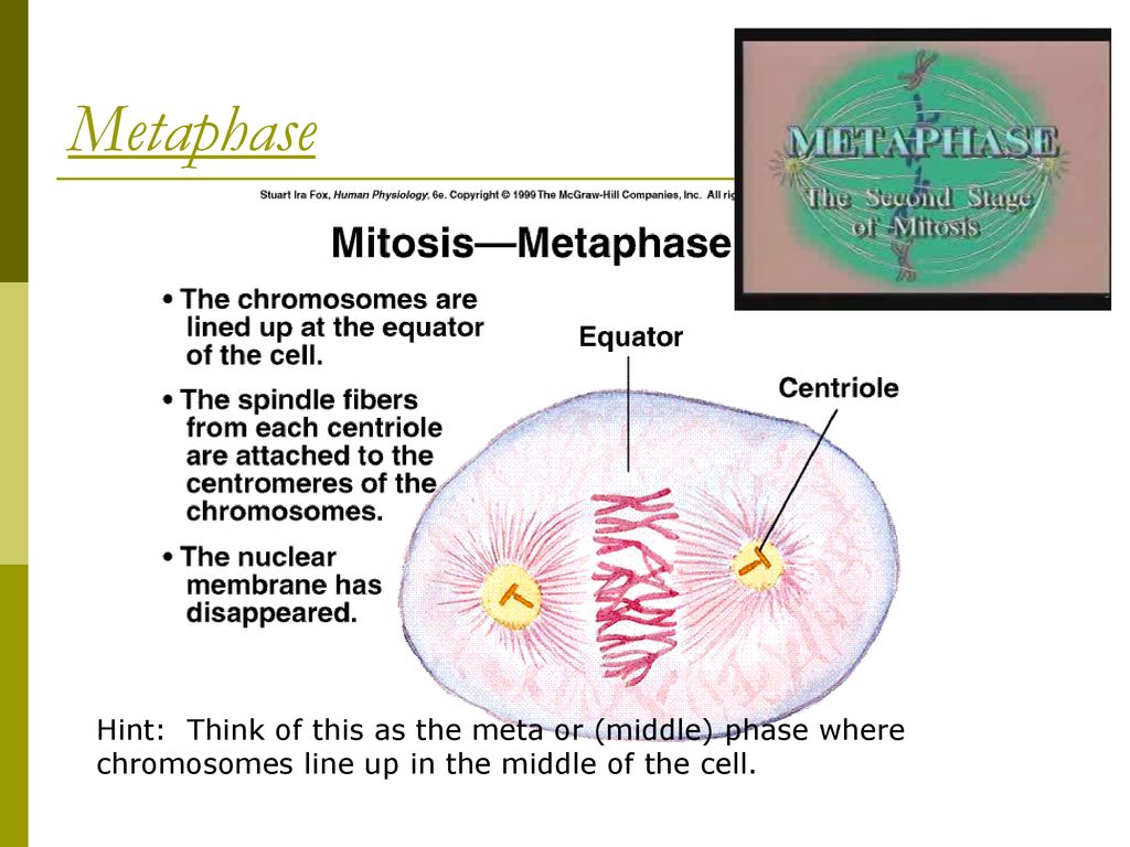 The Cell Cycle. Biology Diagrams