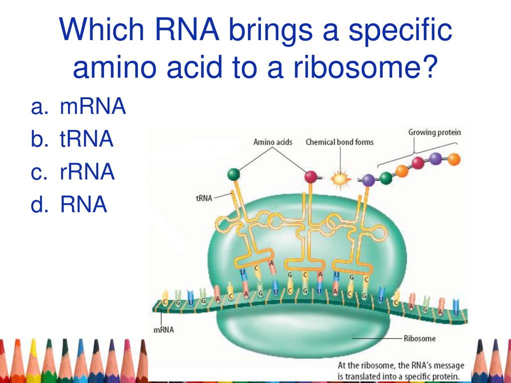 Which RNA brings a specific amino acid to a ribosome