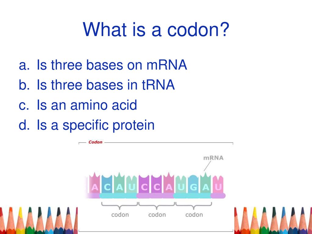What is a codon Is three bases on mRNA Is three bases in tRNA