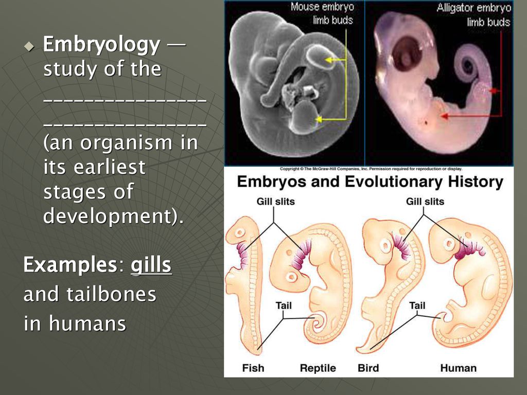 Embryology —study of the ________________ ________________ (an organism in its earliest stages of development).