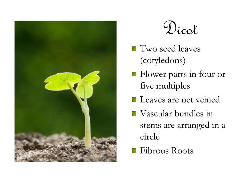 Growing seeds one of life s little wonders ppt download