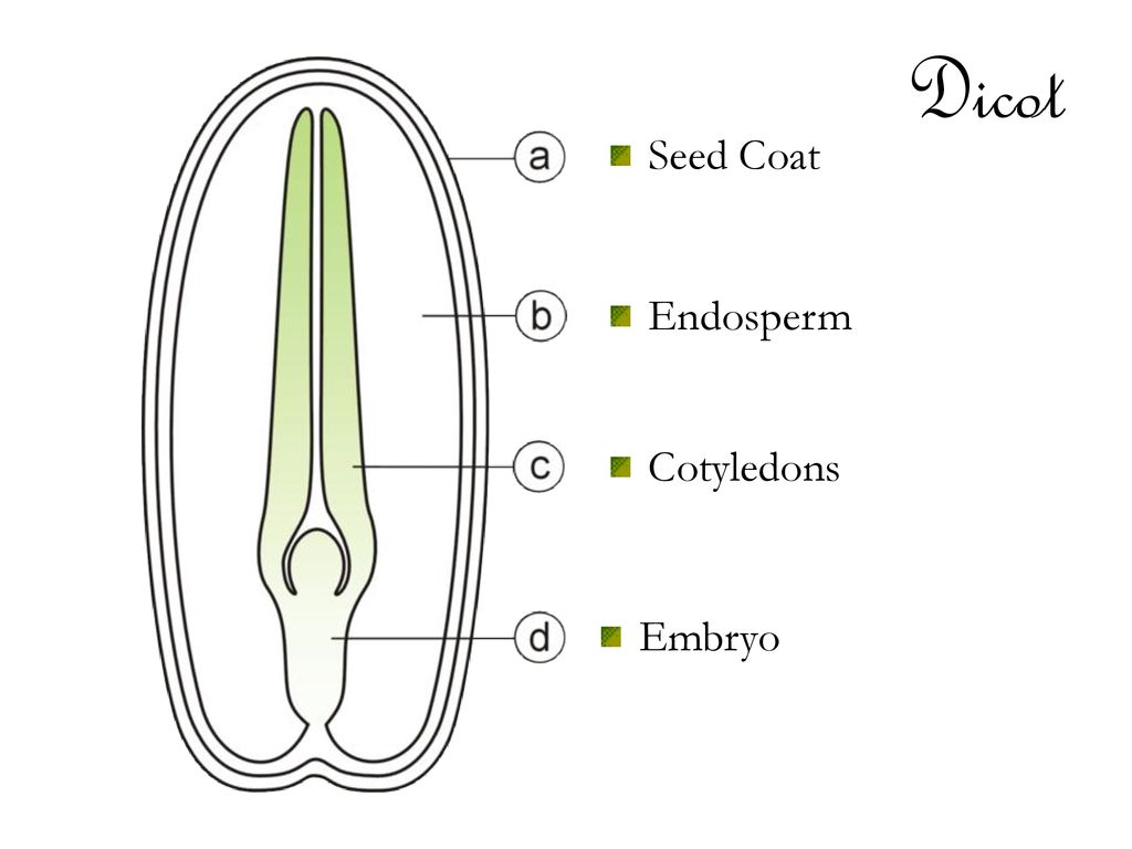 Growing seeds one of life s little wonders ppt download