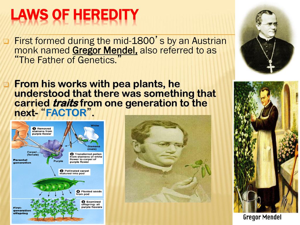 Genetic AND HEREDITY. - ppt download