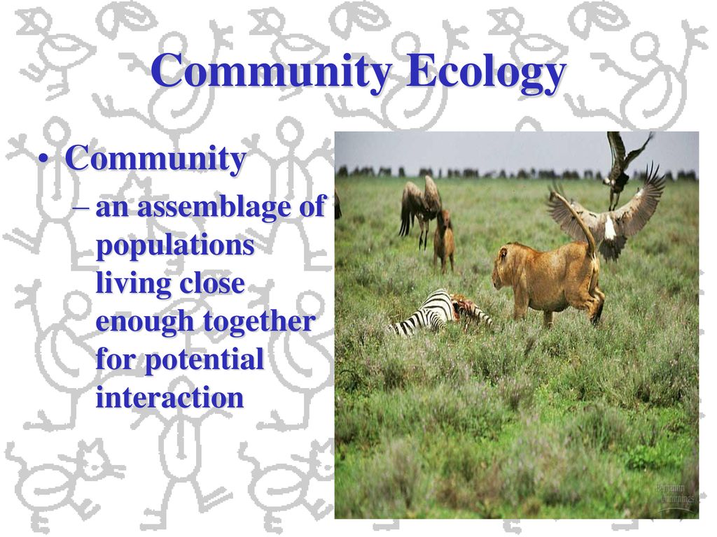 Population and Community Ecology - ppt download