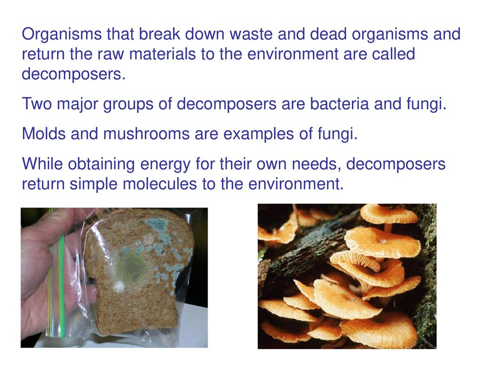 Energy Flow in Ecosystems ppt download