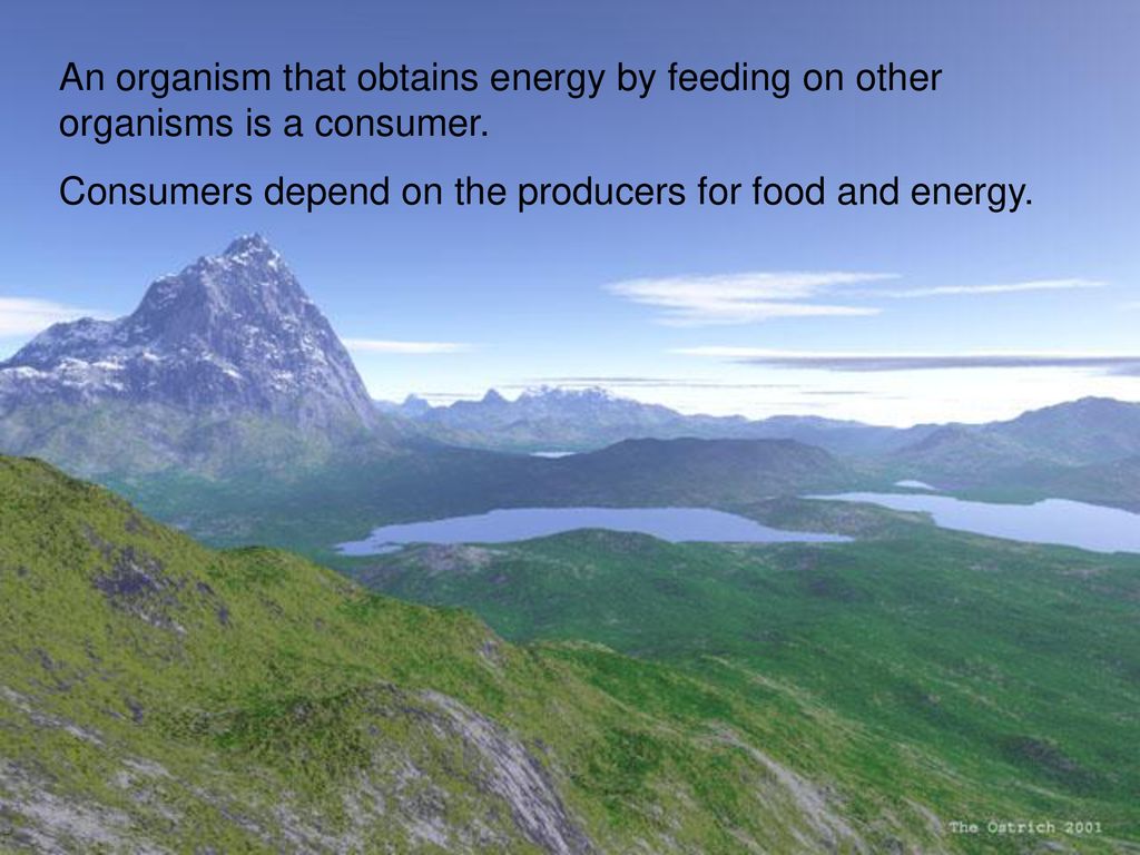 Energy Flow in Ecosystems ppt download