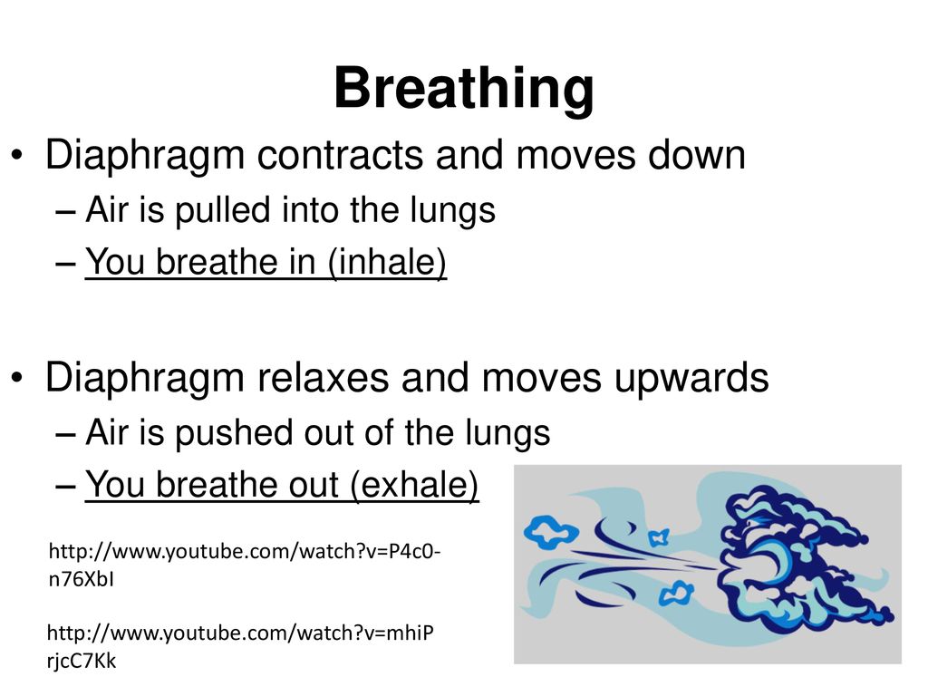 Respiratory System. - ppt download