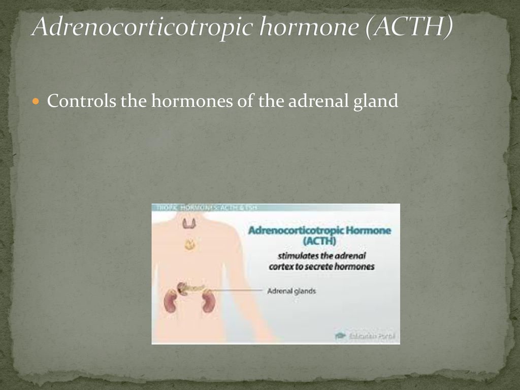 Endocrine System. - ppt download