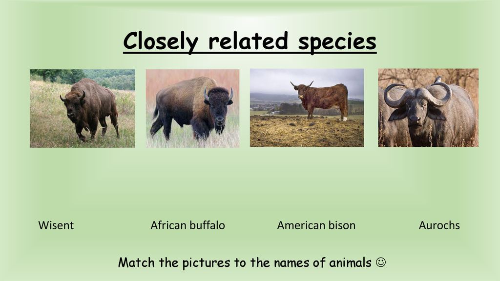 African buffalo vs american bison