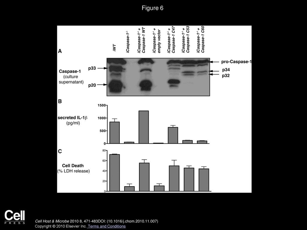 Figure 6 Caspase-1 Processing Is Not Required for Macrophage Death in Response to F. novicida Infections.