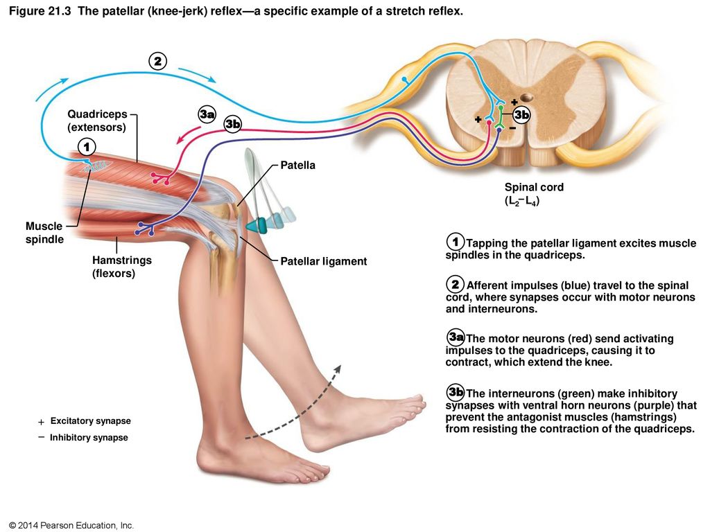 Figure 21.1 The five basic components of reflex arcs. - ppt ...