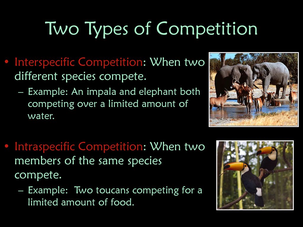 Species Relationships ppt download