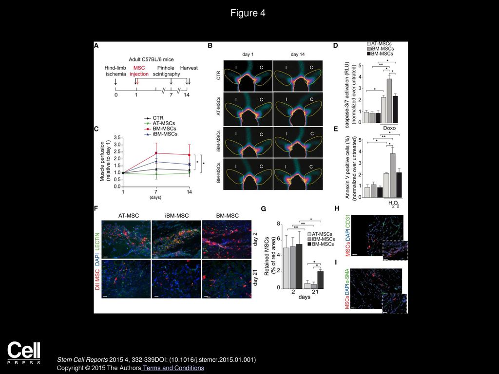 Figure 4 MSCs Induce Functional Vascularization but Do Not Differentiate into Vascular Structures In Vivo.