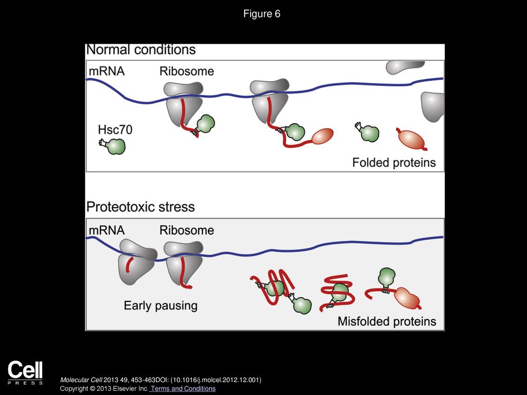 Figure 6 A Model for Cotranslational Stress Response via Early Ribosome Pausing.