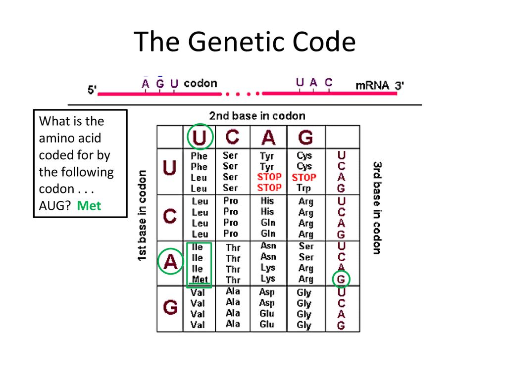 Property code. Genetic code properties. The genetic code Biology. What is the genetic code?. The genetic code Скриптонит.