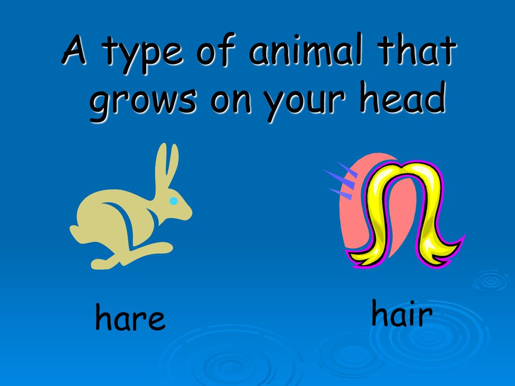 A type of animal that grows on your head