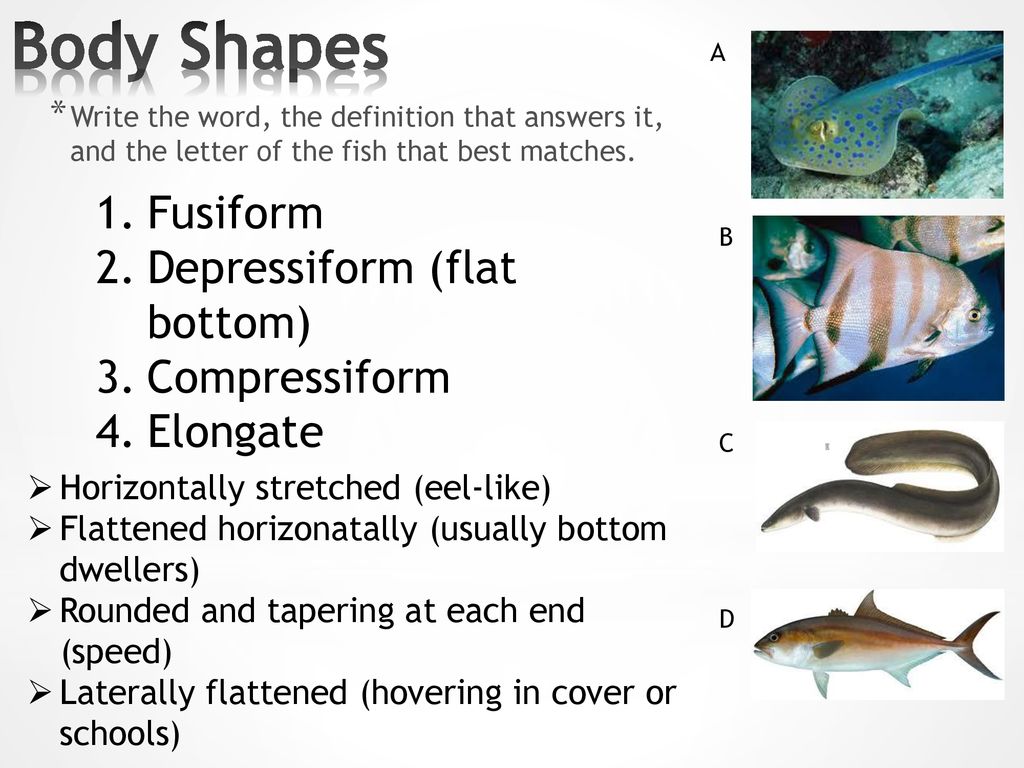 Draw and Label the Body Parts. - ppt download