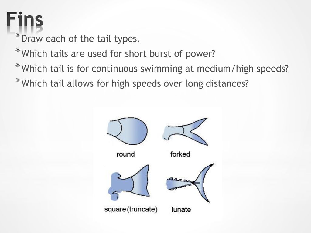 Draw and Label the Body Parts. - ppt download