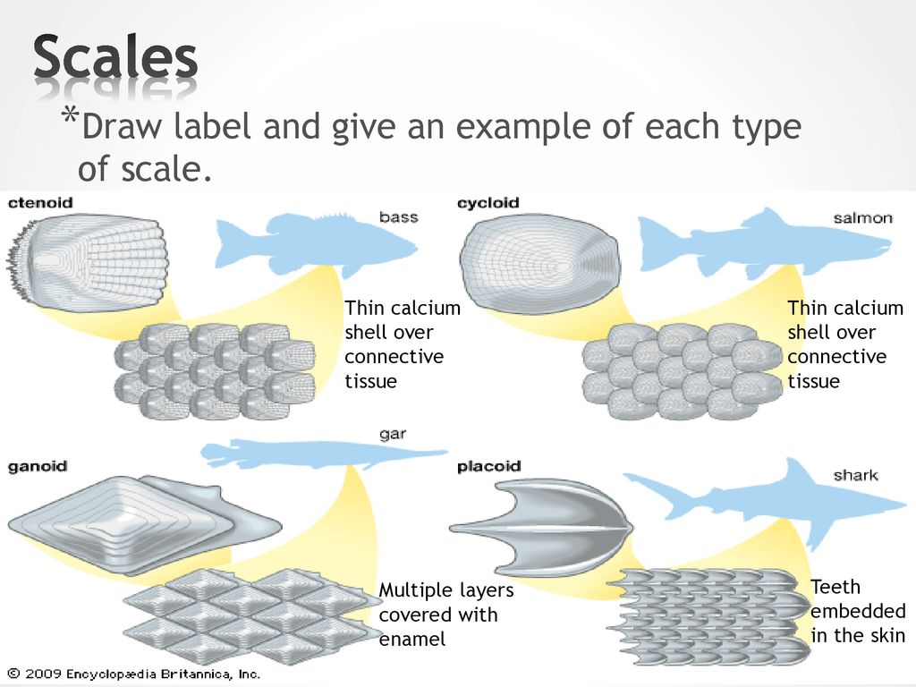 Draw and Label the Body Parts. - ppt download