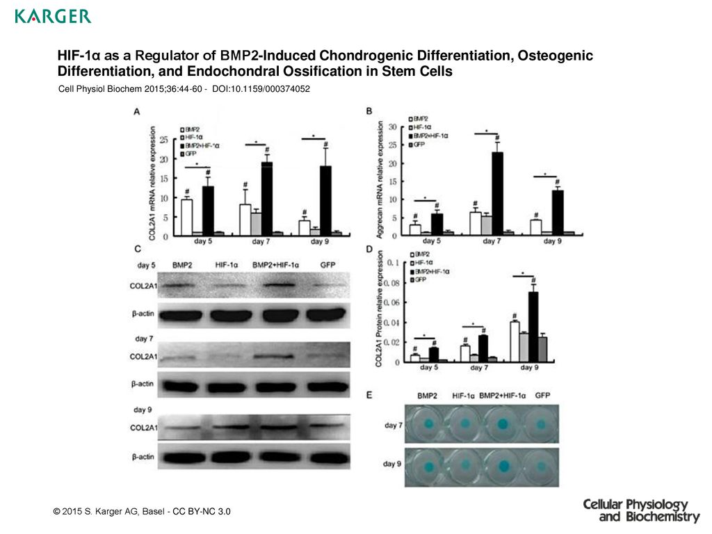 HIF-1α as a Regulator of BMP2-Induced Chondrogenic Differentiation, Osteogenic Differentiation, and Endochondral Ossification in Stem Cells