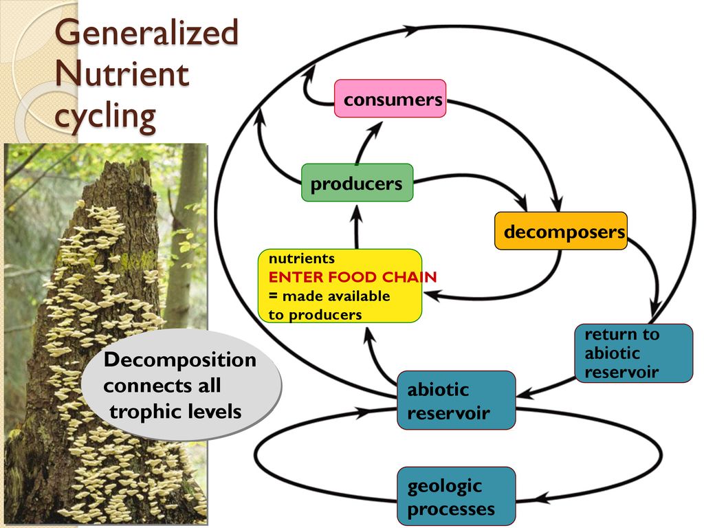 Biogeochemical cycling Biology Diagrams