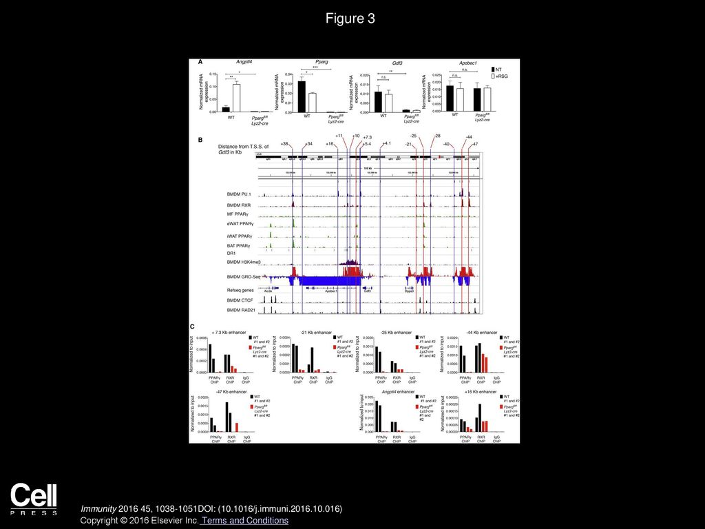 Cebpe Binds The 16 Kb Enhancer And Autoregulates Its Expression A