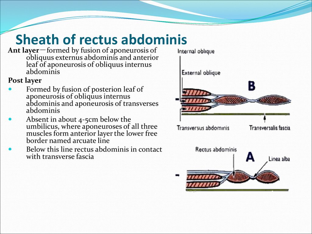 The Muscles (Myology) By Dr.Pardeep Kumar. - ppt download