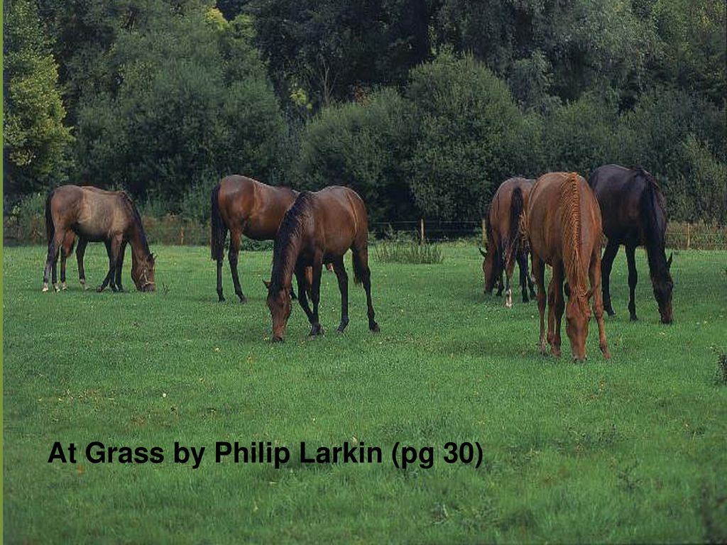 At Grass by Philip Larkin (pg 30) - ppt download