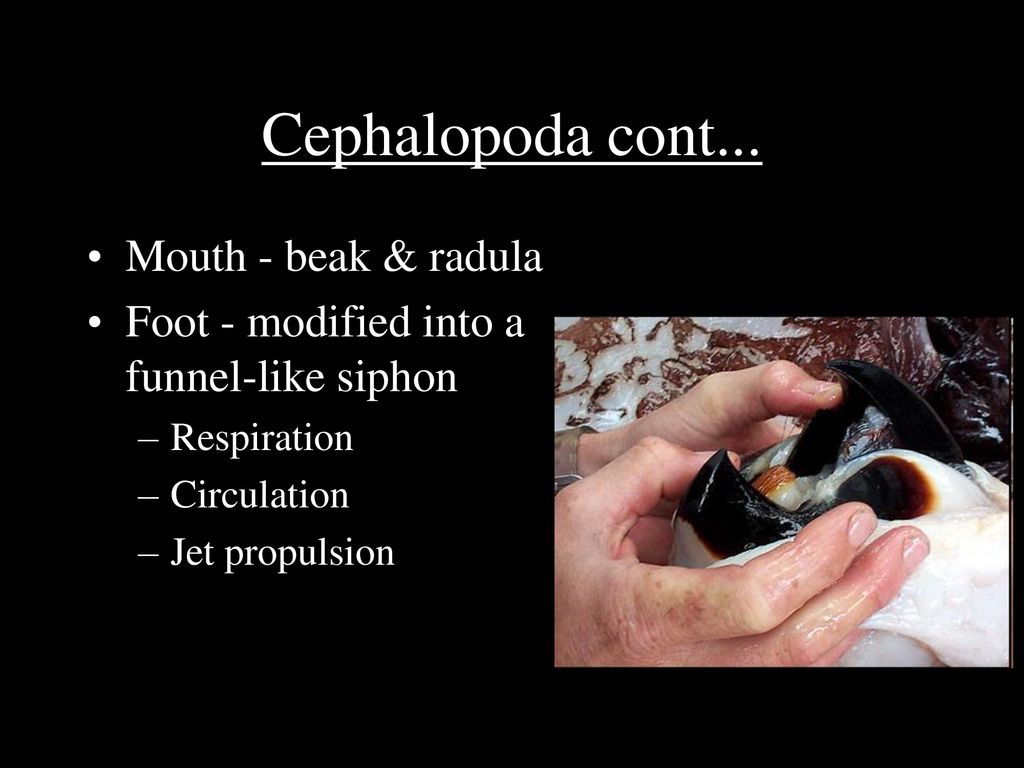 Phylum Mollusca “Soft Body”. - ppt download