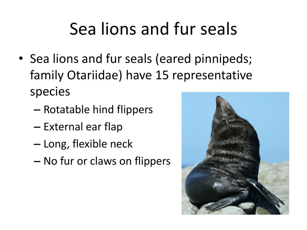 Sea lions and fur seals Sea lions and fur seals (eared pinnipeds; family Otariidae) have 15 representative species.