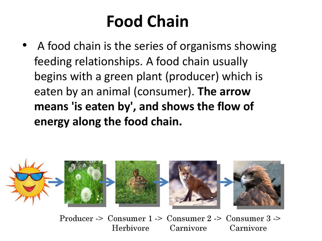 Energy Flow Biology Diagrams