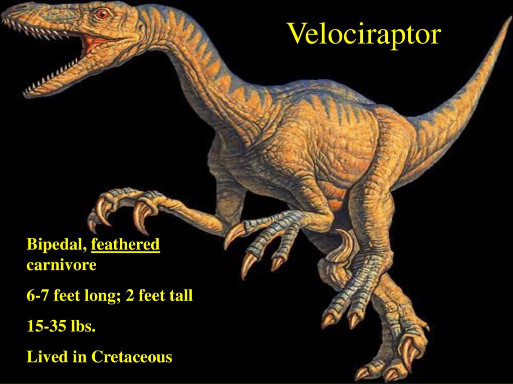 The Dinosaurs Of Jurassic Park Ppt Download