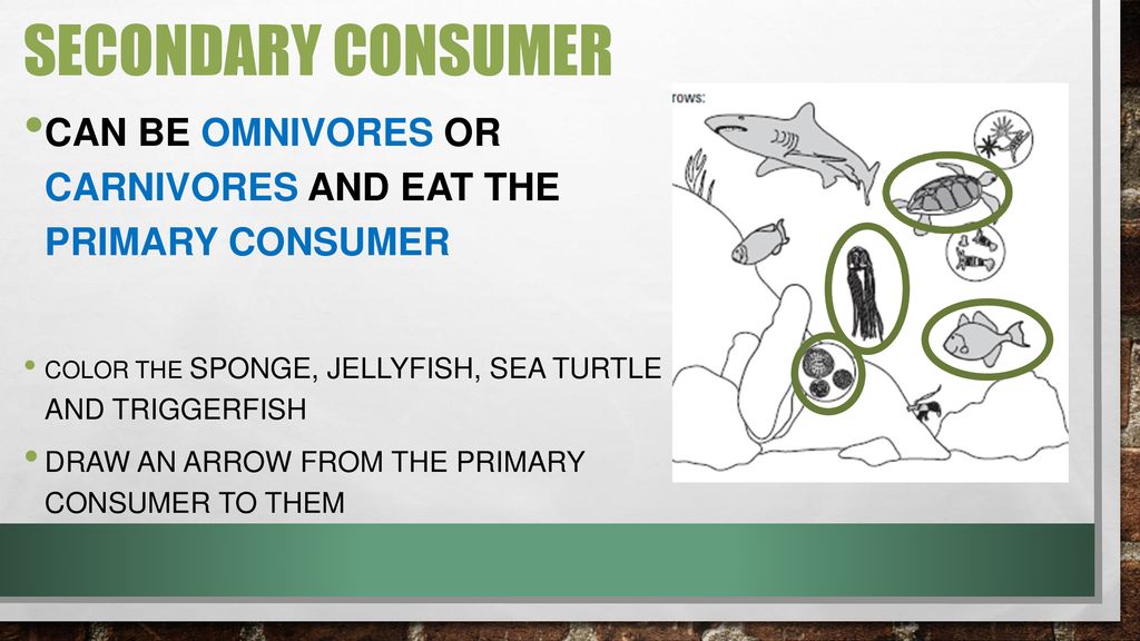 Ecology food webs eq how does the movement of matter and energy