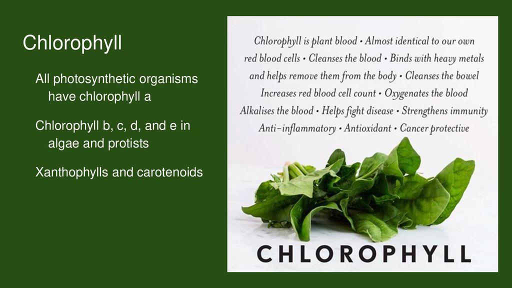Chlorophyll All photosynthetic organisms have chlorophyll a