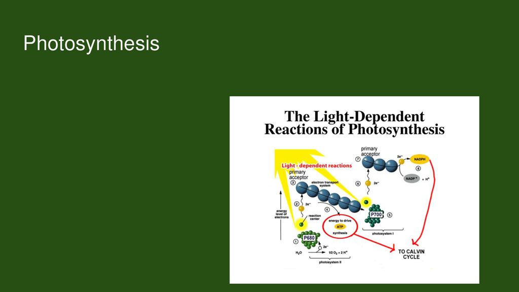Photosynthesis The Dark Reactions can usually occur in the dark, if the energy carriers from the light process are present.