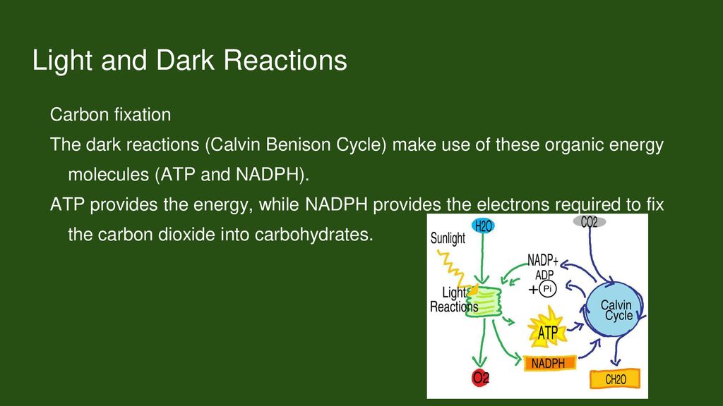 Light and Dark Reactions
