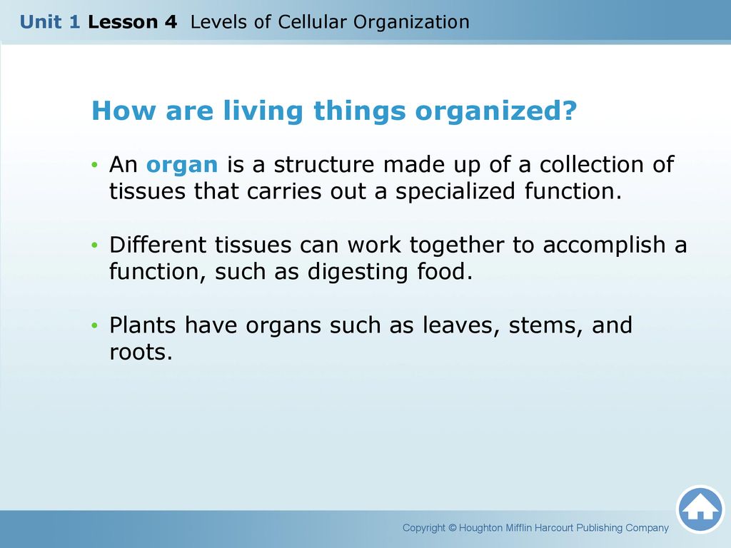 How are living things organized
