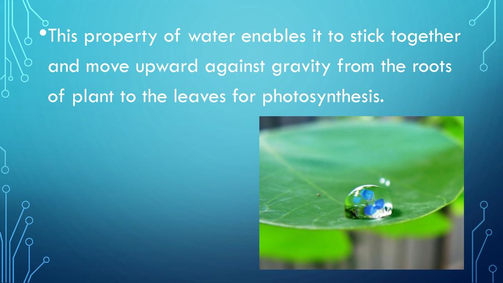 This property of water enables it to stick together and move upward against gravity from the roots of plant to the leaves for photosynthesis.