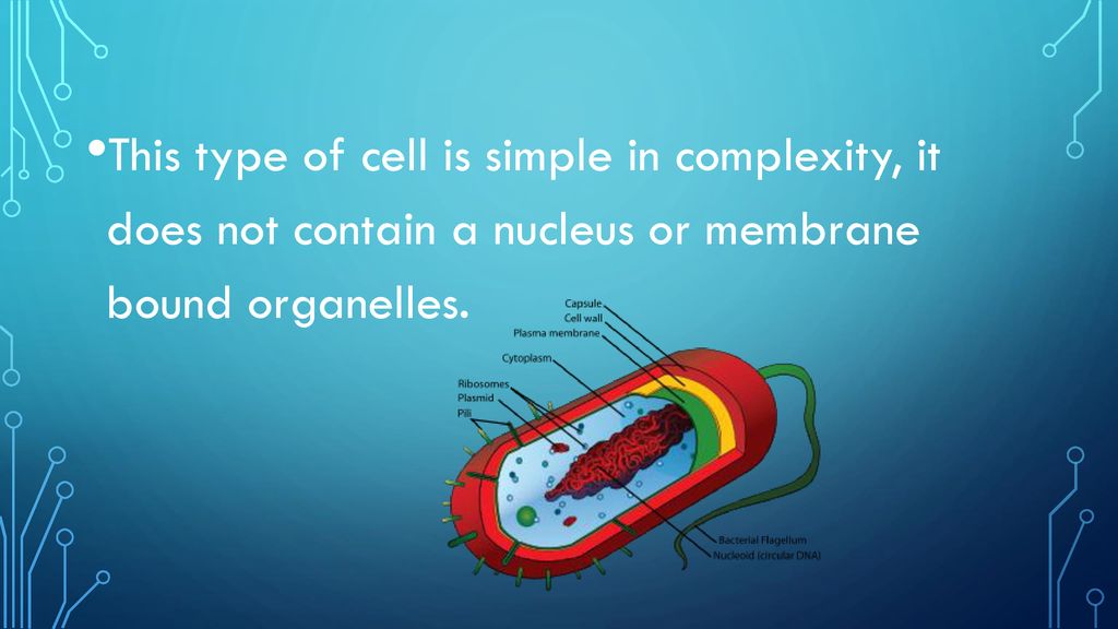 This type of cell is simple in complexity, it does not contain a nucleus or membrane bound organelles.