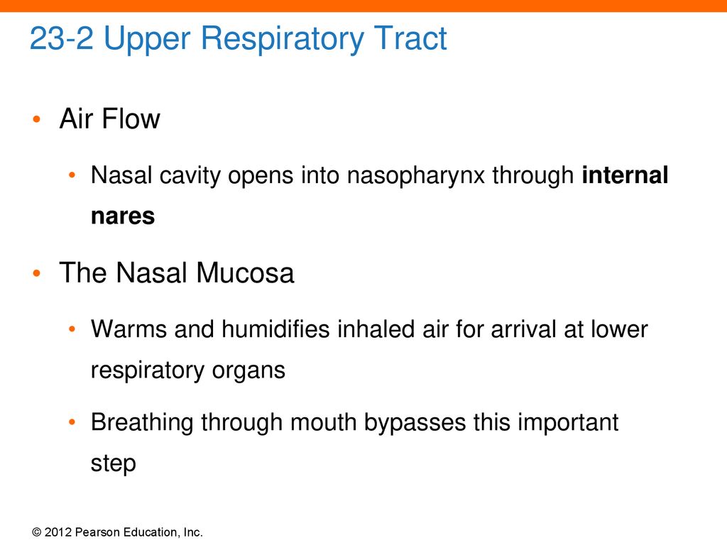 An Introduction to the Respiratory System - ppt download