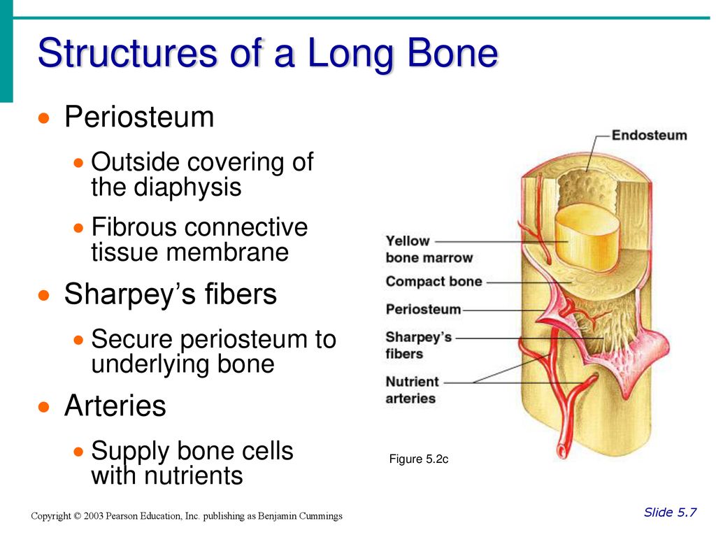 Chapter 5 The Skeletal System - ppt download