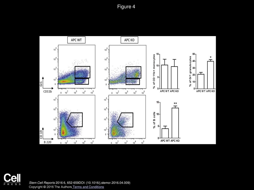 Figure 4 High Levels of Wnt Signaling Enhances Multilineage Differentiation.