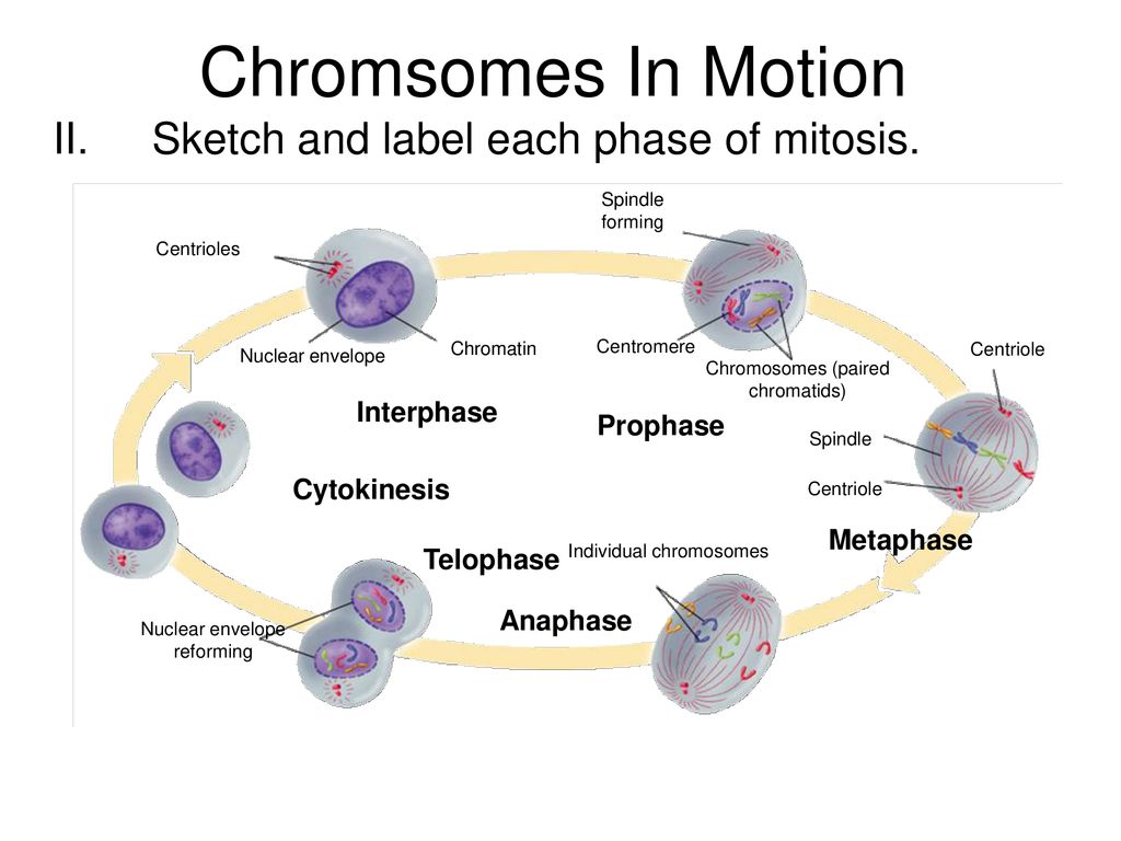 Chromsomes In Motion Sketch a chromosome and label its parts ...