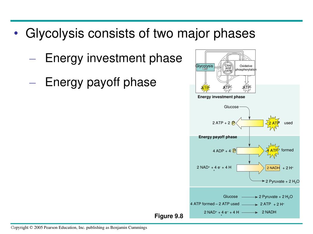 Cellular Respiration: Harvesting Chemical Energy - ppt download