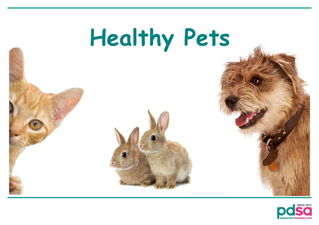 healthy pets