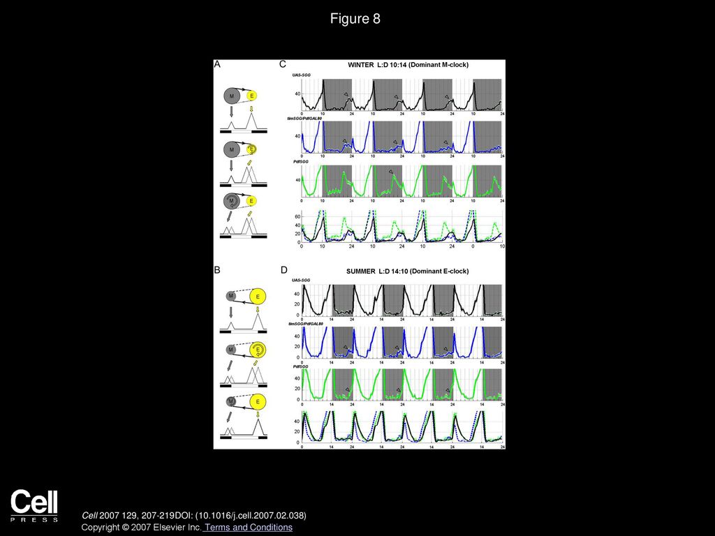 Figure 8 The Circadian Neuronal Network Adjusts Behavior to Seasonal Changes by Alternating the Master Clock Role between M- and E-Cells.