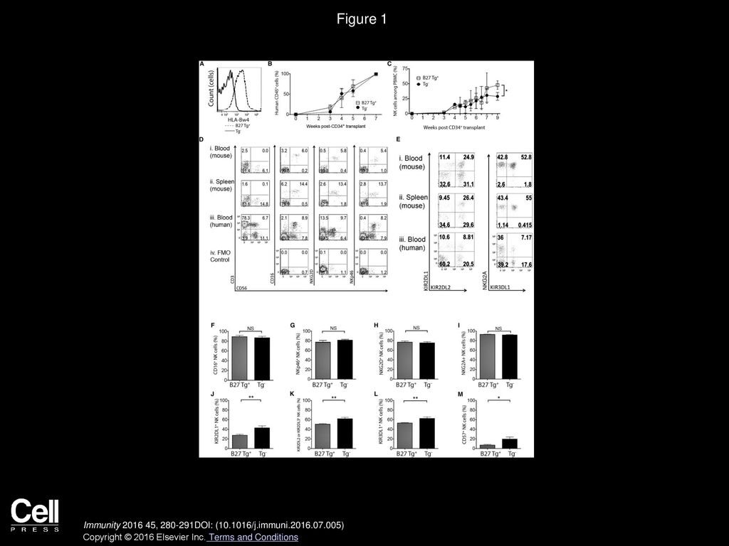 Figure 1 Development and Characterization of an HLA Class I-Expressing Humanized Mouse Model.